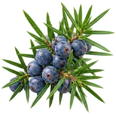 Venofort — Aceite esencial de enebro