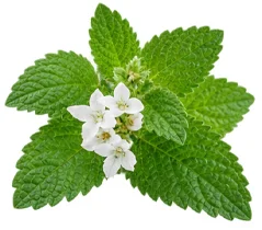 Venofort — Aceite esencial de melisa