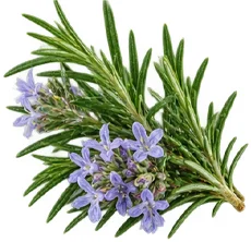Venofort — Aceite esencial de romero