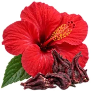Venofort — Extracto de hibisco